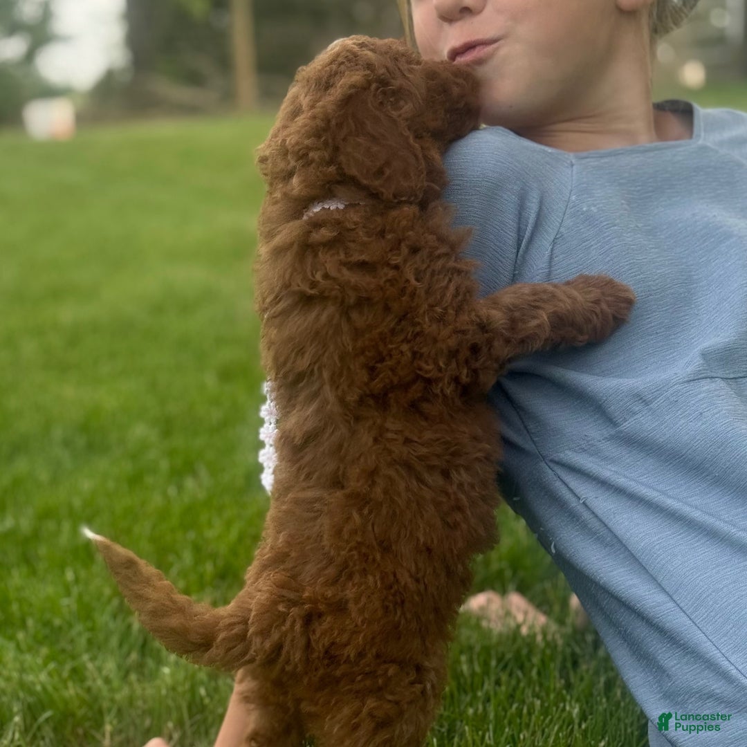 Goldendoodle dogs Goldendoodle 2 - Ad 34