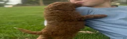 Goldendoodle dogs for sale: Goldendoodle 2 - Ad 1