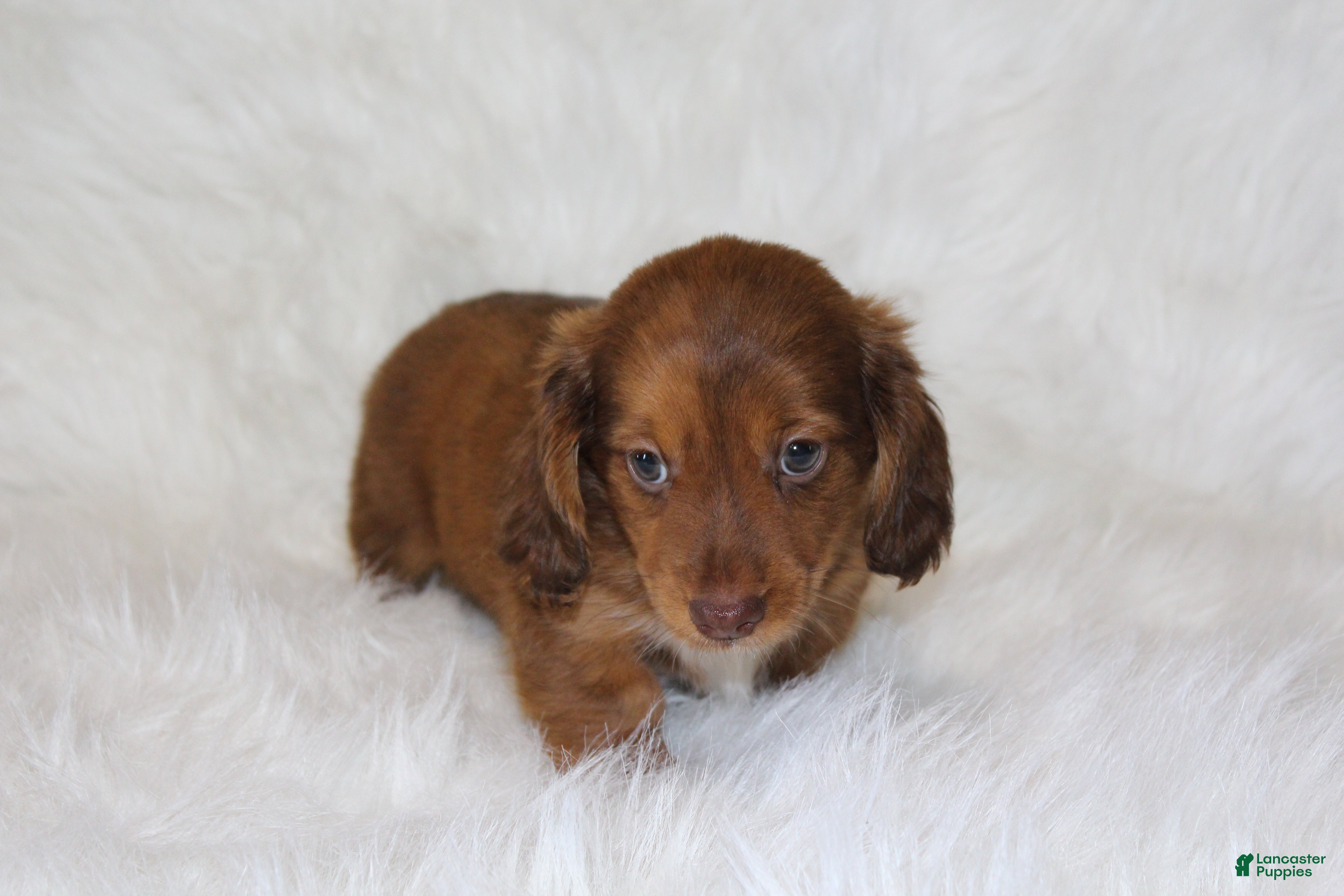 Miniature Dachshund dogs Frankie  - Ad 2