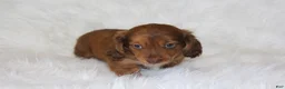 Miniature Dachshund dogs for sale: Frankie  - Ad 2