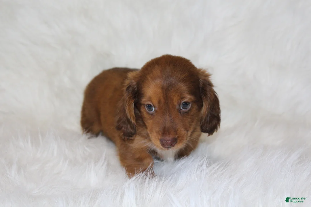 Miniature Dachshund dogs for sale: Frankie  - Ad 2