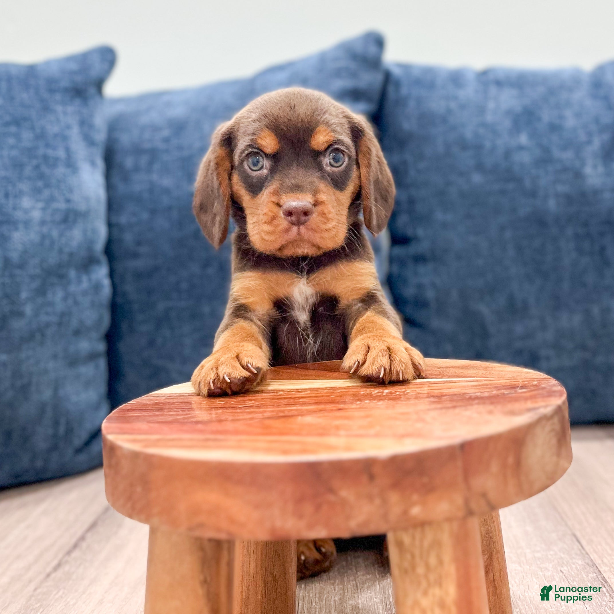 Beaglier dogs Hawk - Ad 2