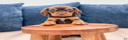 Beaglier dogs for sale: Hawk - Ad 2