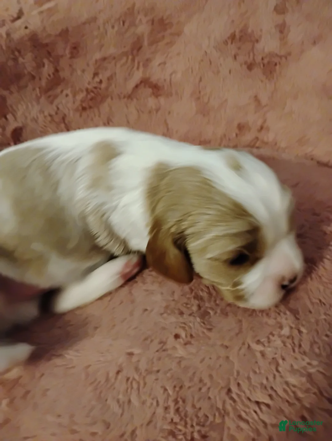 Cavalier King Charles Spaniel dogs for sale: Winston - Ad 2