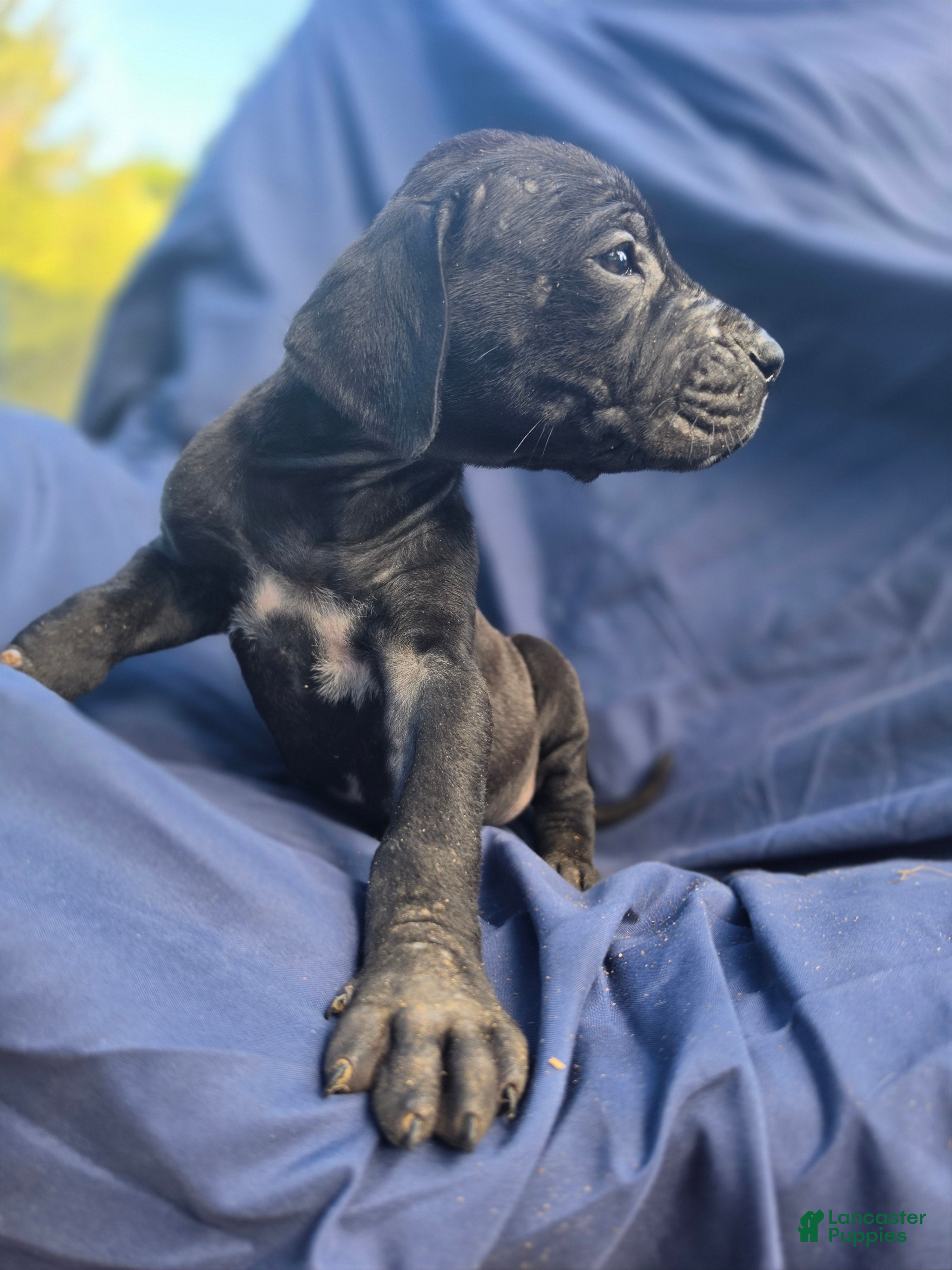 Great Dane dogs Scarlet - Ad 42