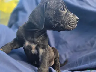 Great Dane dogs Scarlet - Ad 31