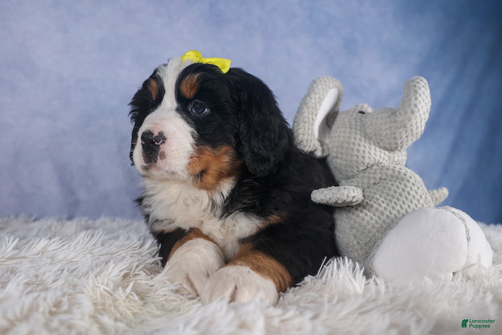 Bernese Mountain Dog dogs HEIDI - Ad 2