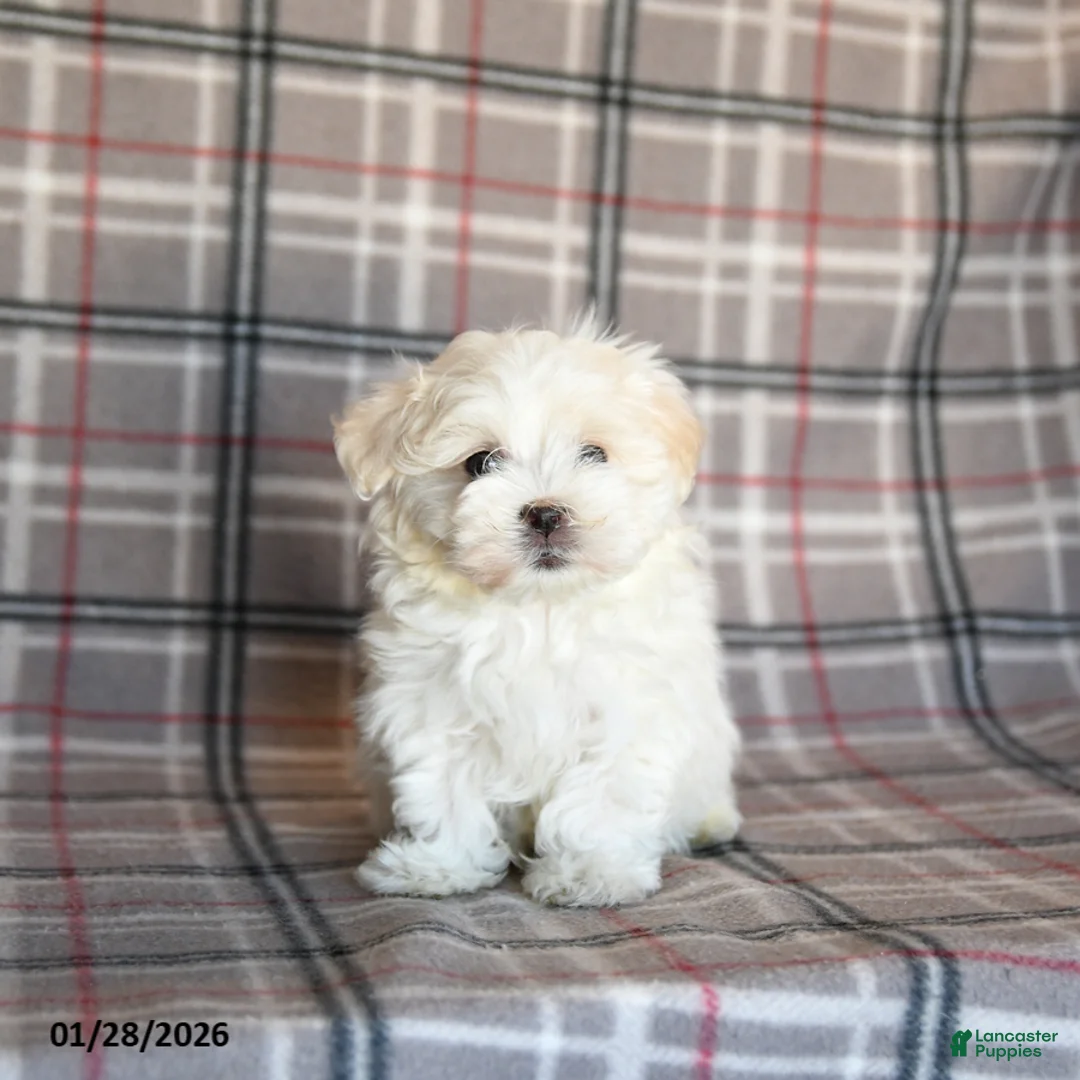 Maltese dogs for sale: Reva - Ad 3