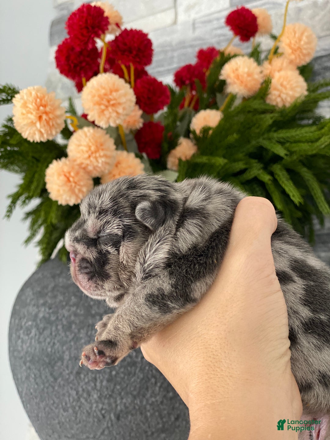 English Bulldog dogs for sale: English Bulldog Puppy 1 - Ad 3