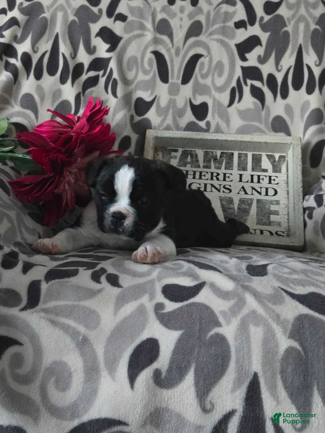 Mixed Breed dogs for sale: Grace - Ad 3