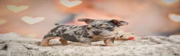 French Bulldog dogs for sale: Abby - Ad 9