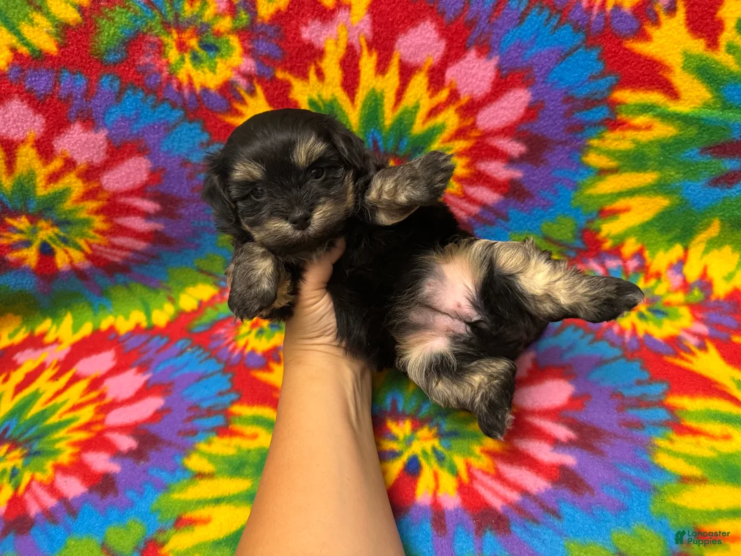 Havanese dogs for sale: Sabrina - Ad 1