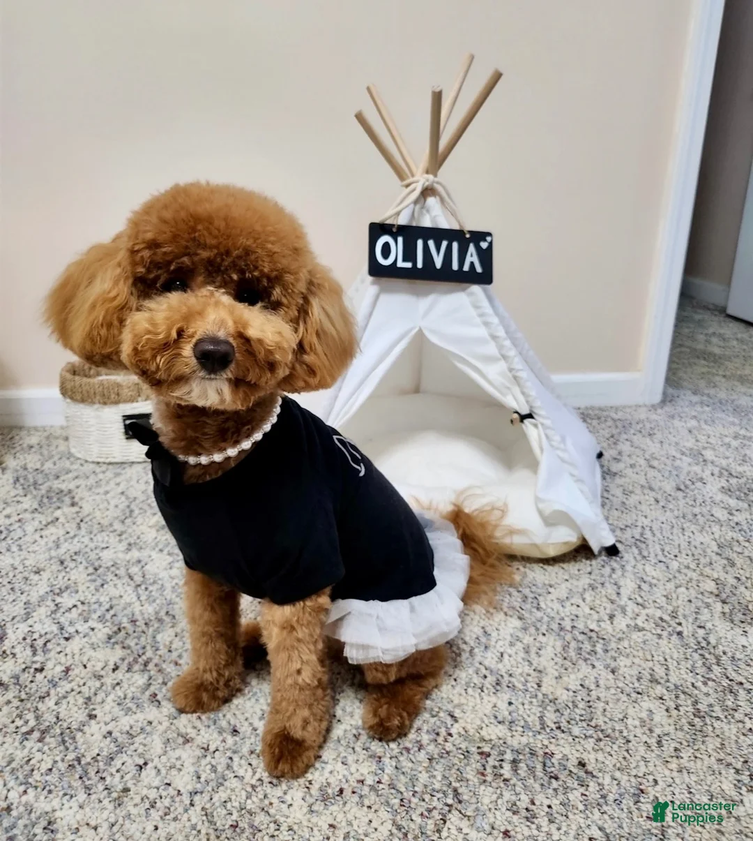 Toy Poodle dogs for sale: Toy Poodle 3 - Ad 9