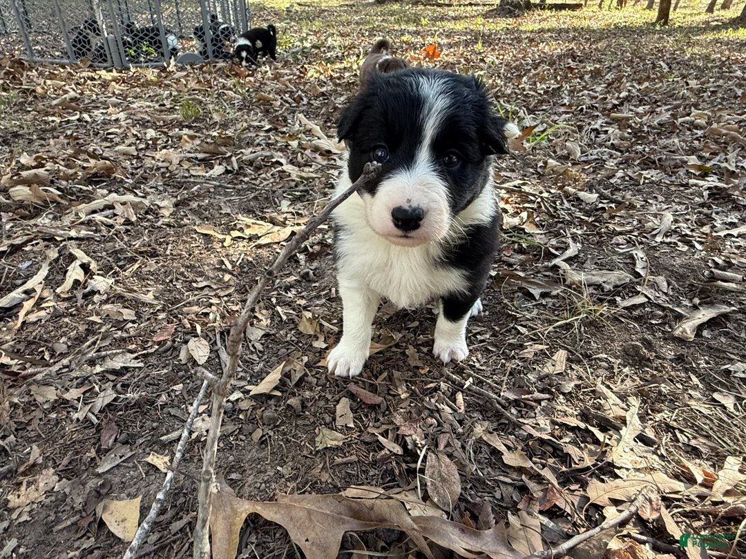 Border Collie dogs for sale: Sage - Ad 1