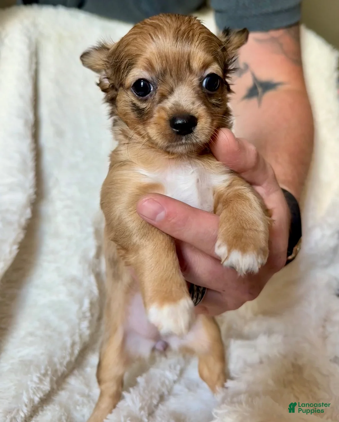 Chihuahua dogs for sale: Francesca (Frannie) - Ad 2