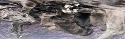 Great Dane dogs for sale: Chevy - Ad 9