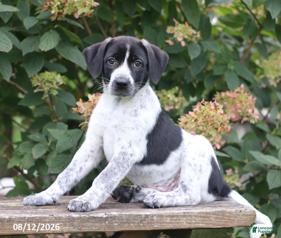 Mixed Breed dogs Sadie - Ad 1