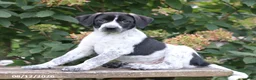 Mixed Breed dogs for sale: Sadie - Ad 1