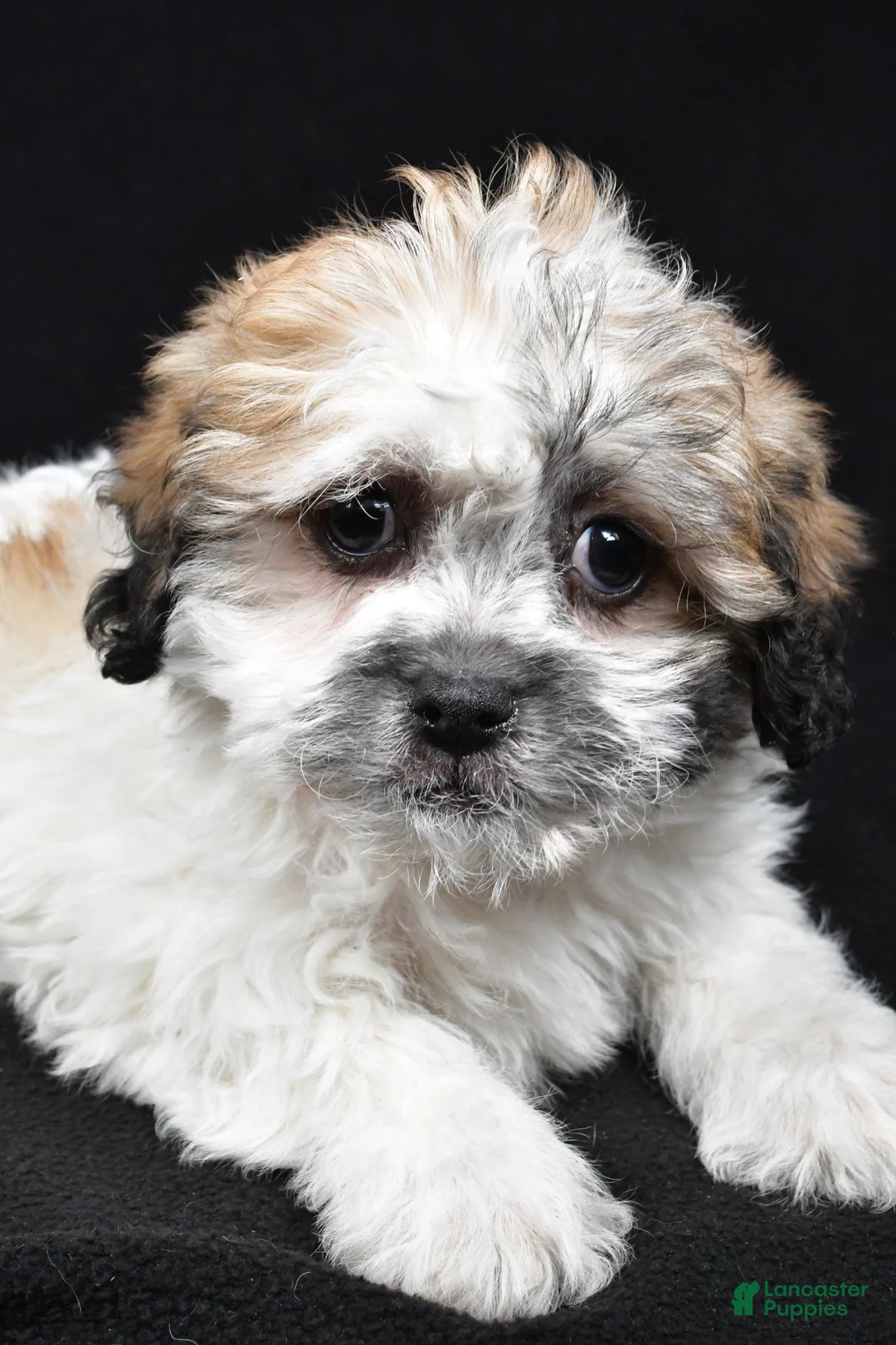 Teddy Bear dogs for sale: Carrie - Ad 4