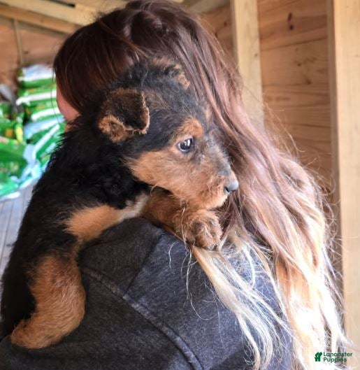 Airedale Terrier dogs Airedale Terrier 2 - Ad 6