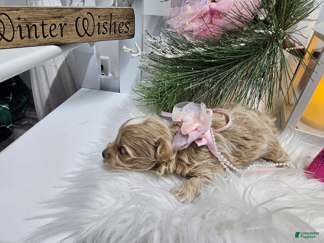 Maltipoo dogs for sale: Maltipoo Serena - Ad 5