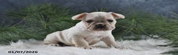 French Bulldog dogs for sale: Archie - Ad 1