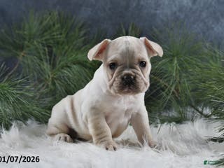 French Bulldog dogs Archie - Ad 39
