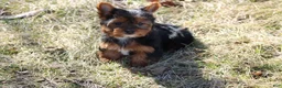 Yorkshire Terrier dogs for sale: Anna - Ad 16