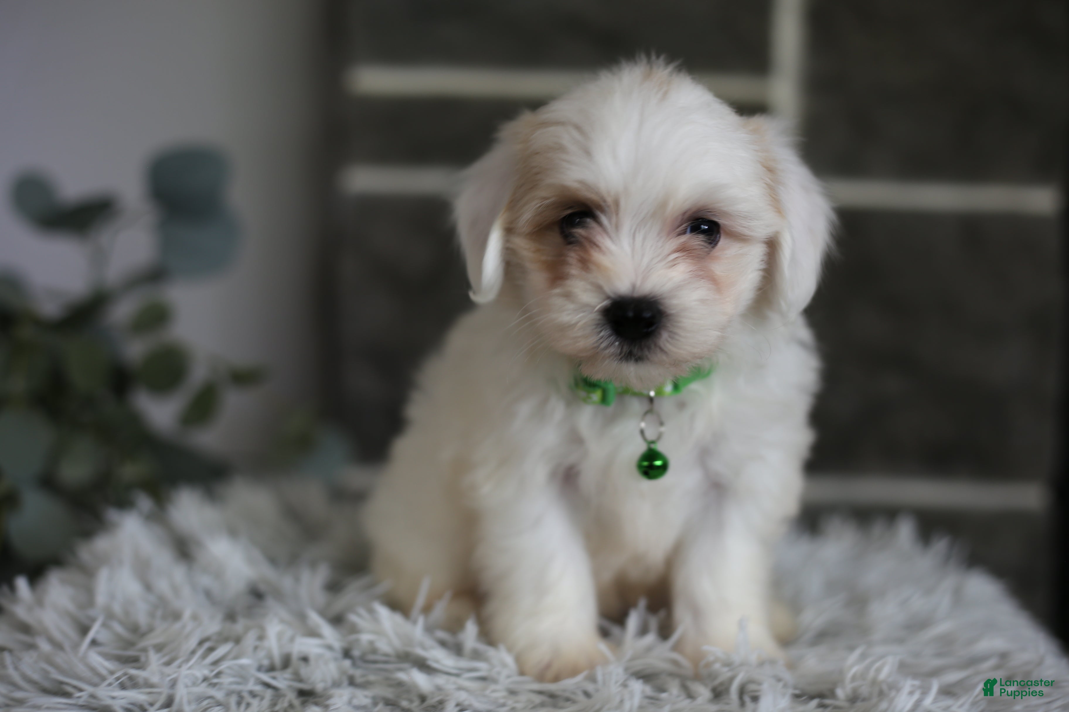 Maltipoo dogs Frankie - Ad 2