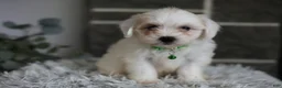 Maltipoo dogs for sale: Frankie - Ad 2