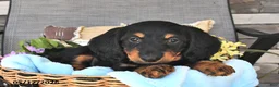 Miniature Dachshund dogs for sale: Artie - Ad 2