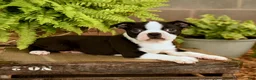 Boston Terrier dogs for sale: Dallas - Ad 3