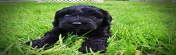 Havapoo dogs for sale: Webster - Ad 10