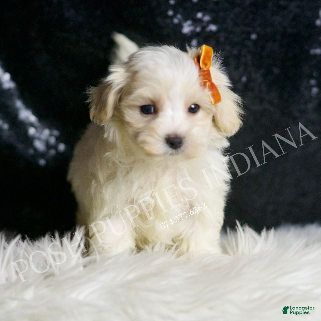 Maltipoo dogs for sale: Mr. Snow - Ad 4