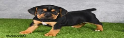 Beabull dogs for sale: Tracey - Ad 3