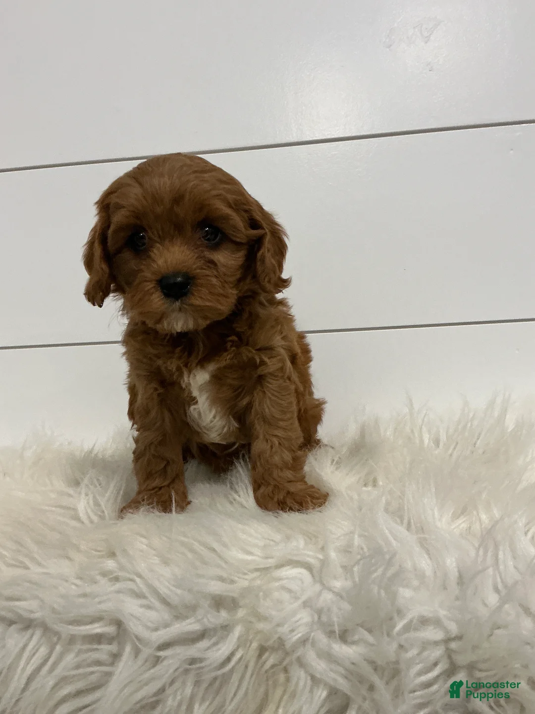 Cavapoo dogs for sale: Harper - Ad 1