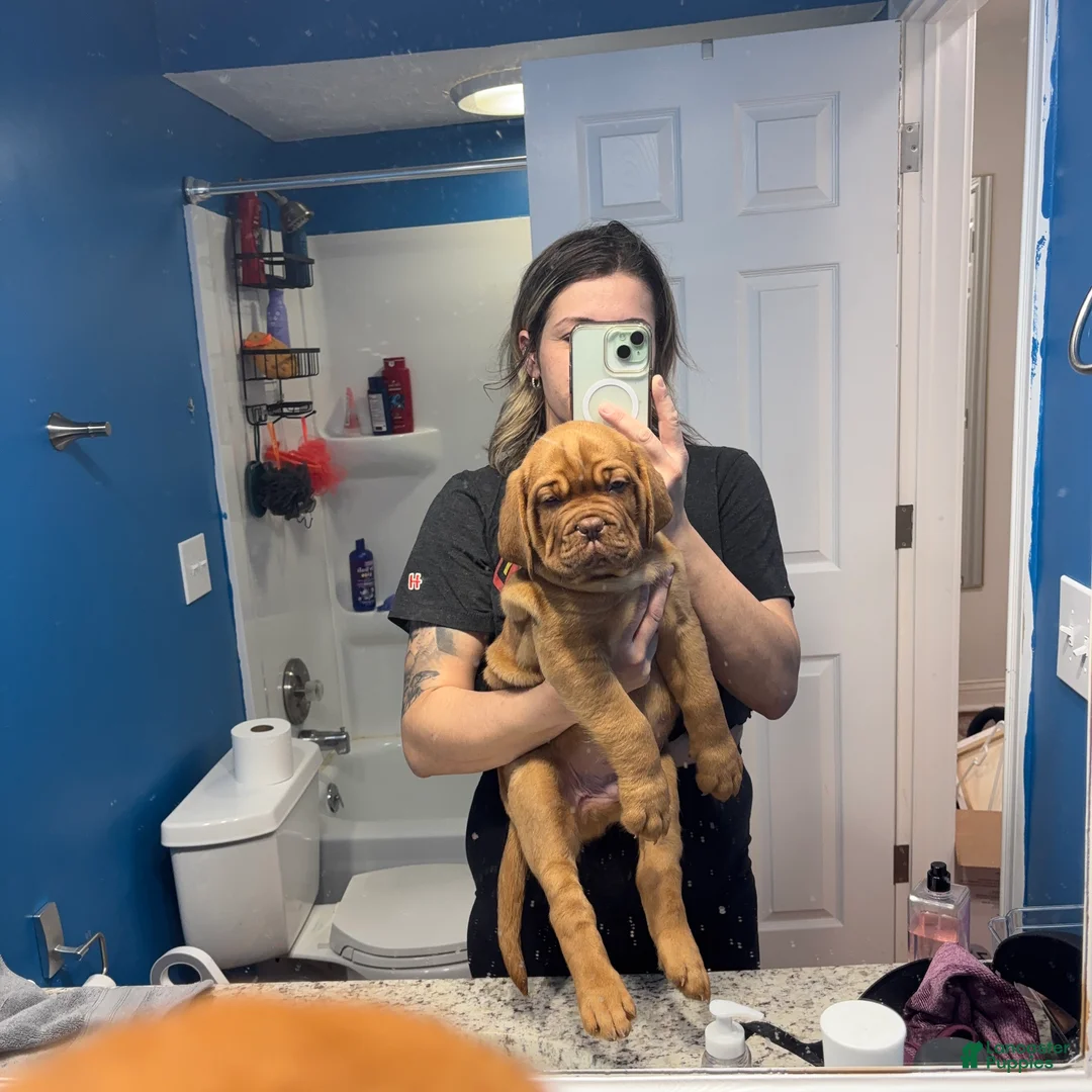Dogue De Bordeaux dogs for sale: Dogue De Bordeaux Puppy 5 - Ad 16
