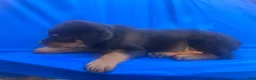 Rottweiler dogs for sale: Poseidon - Ad 30