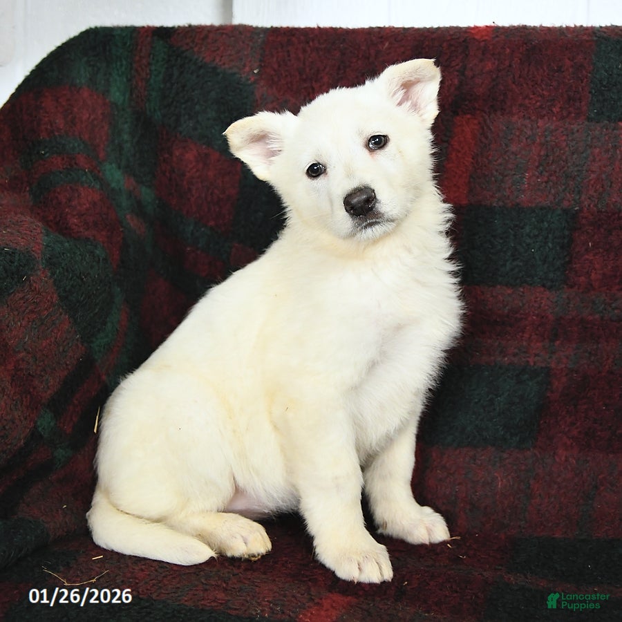 German Shepherd dogs Snowball  - Ad 10