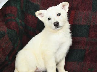 German Shepherd dogs Snowball - Ad 10