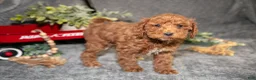Miniature Poodle dogs for sale: Belle - Ad 1