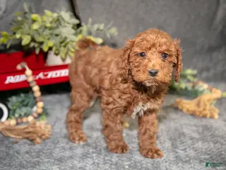Miniature Poodle dogs Belle - Ad 33