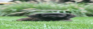 Rex