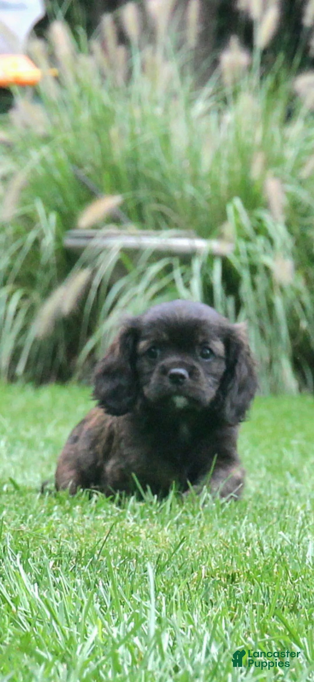 Cavapoo dogs for sale: Rex - Ad 1