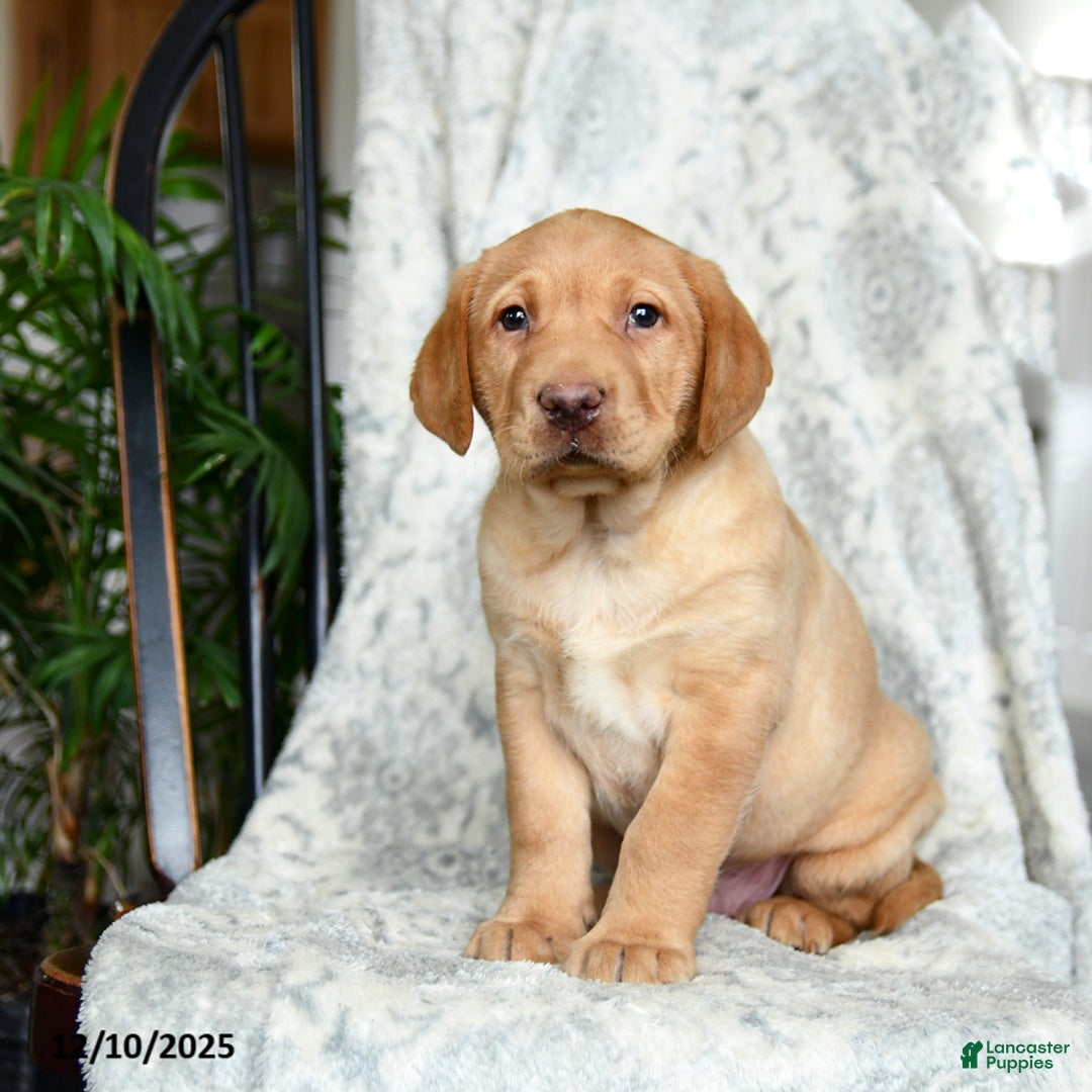 Labrador Retriever dogs for sale: Butterscotch - Ad 3