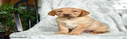 Labrador Retriever dogs for sale: Butterscotch - Ad 3