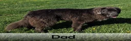 Newfoundland dogs for sale: Annie - Ad 7