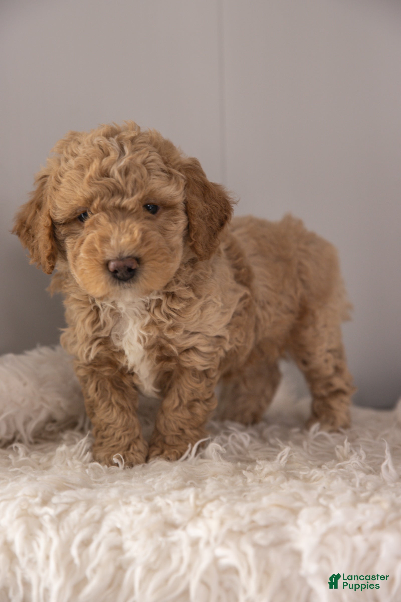 Mixed Breed dogs Seahawk - Ad 1