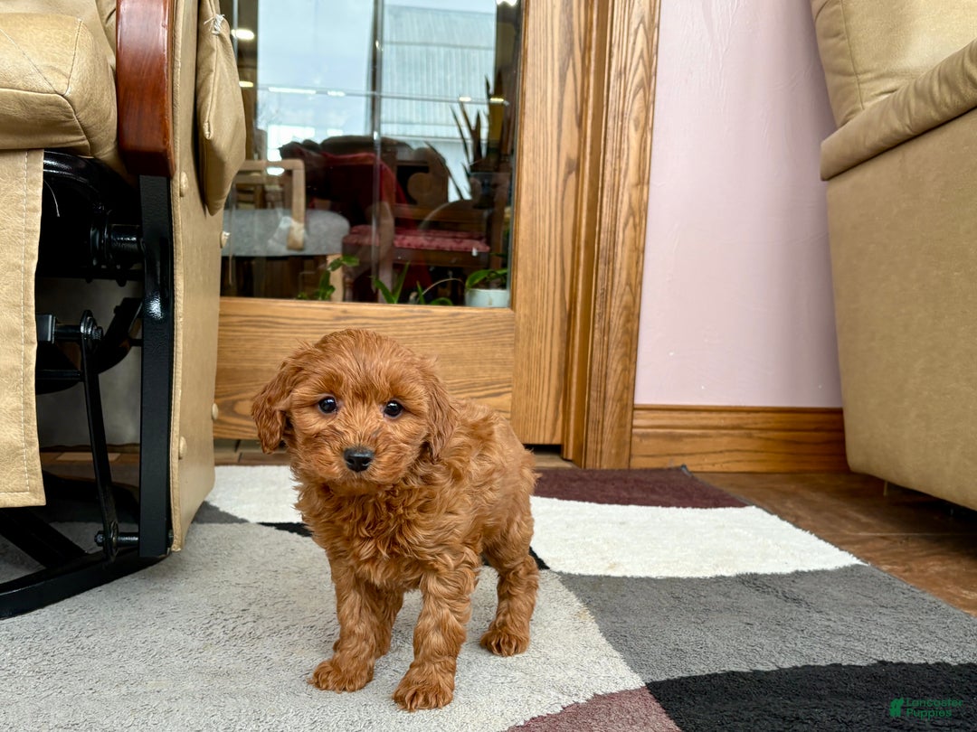 Cavapoo dogs for sale: Cavapoo male Puppy 3 - Ad 9