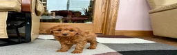 Cavapoo dogs for sale: Cavapoo male Puppy 3 - Ad 9